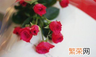 玫瑰花能放室内养吗 玫瑰花可以养在室内吗