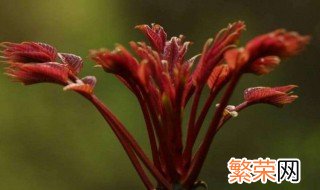 香椿树开花什么寓意 香椿树开花预示着什么