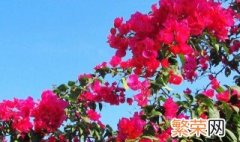 深圳市的市花是什么花象征着什么 深圳市的市花是什么