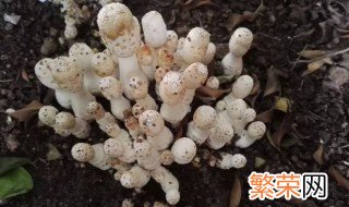 鸡腿菇出菇后怎样管理 鸡腿菇出菇后如何管理