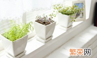 办公室风水植物首选 办公室风水植物有哪些