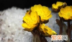 冰凌花是花吗 冰凌花是一种什么花