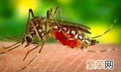 蚊子为什么吸血 血液是蚊子的食物