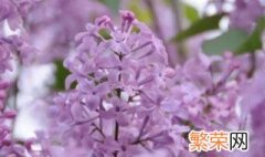 六瓣丁香花的花语是什么 丁香花的花语是什么