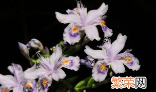 鸢尾花象征什么人 鸢尾花象征什么