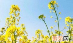 油菜花的象征 油菜花象征着什么意思