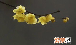 腊梅花代表什么象征意义 腊梅花代表什么意思