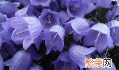 什么花的花语是守护 什么花的花语是守护陪伴