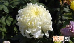 冬天怎么养护和修剪菊花 菊花夏天怎么养护要修剪吗