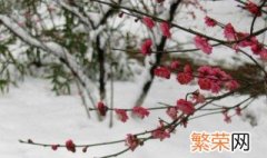 送白梅花什么意思 送梅花代表什么意思