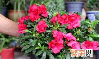 怎样养好杜鹃盆栽花 好看又喜庆杜鹃花如何养护