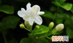 茉莉花的养殖方法和注意事项 茉莉花怎么养殖