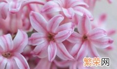 各种颜色风信子花语 粉色风信子花语是什么