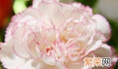 白色康乃馨的花语是什么 康乃馨各种颜色花语是什么