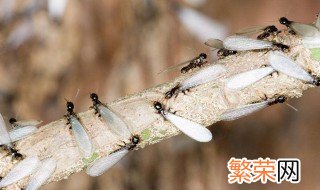 下雨天白蚁为什么会集体飞出来 白蚁为什么会在下雨天集体出现