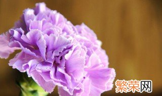 紫色康乃馨的花语是什么 淡紫色康乃馨花语