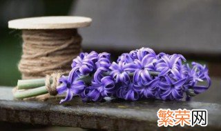 风信子的生日花语 风信子的花语是什么象征