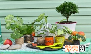 植物怎么传播种子 植物是如何传播种子的