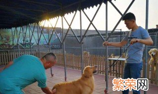 犬舍的建造方法 犬舍的建造方法介绍