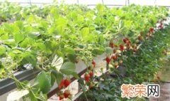 无土种草莓的方法 方法如下