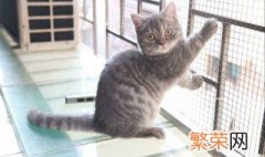 矮脚猫为什么不能养 千万要注意了