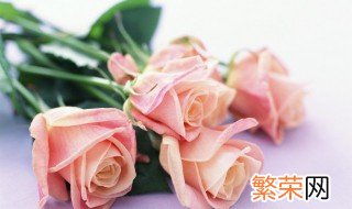 求婚送什么花合适 朋友求婚送什么花好