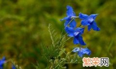 翠雀花的养殖方法 翠雀花怎么养