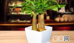 怎么制作植物盆栽 制作植物盆栽的方法