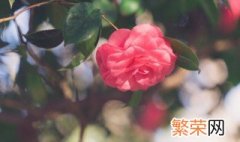 花店名字好听吸引人 花店好听的名字