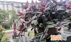 紫叶吊竹梅的养殖方法和注意事项 紫叶吊竹梅可以水养吗