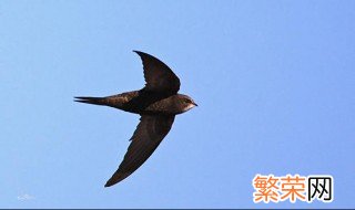 世界上飞的最快的鸟是什么鸟 世界上飞的最快的鸟是褐雨燕