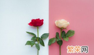 向女孩表白送什么花最好 表白送女孩子什么花最好