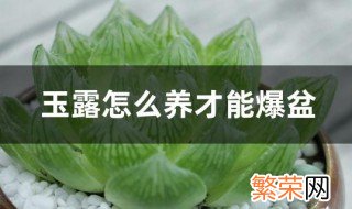 玉露怎么养才能爆盆 玉露最佳种植方法分享