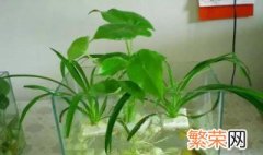 水植花卉有什么 水植花卉介绍