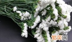 白色勿忘我的花语是什么 白色勿忘我的花语介绍