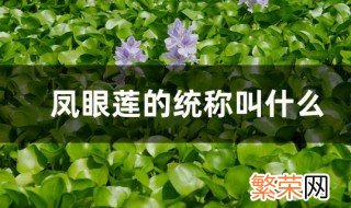 凤眼莲的统称叫什么 凤眼莲的主要价值是什么