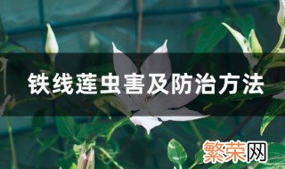 铁线莲病虫害及解决方法 铁线莲易遭哪些虫害