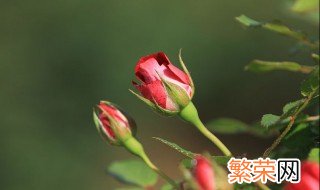 月季花的品种 大花月季有什么用处