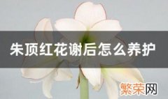 朱顶红花谢后怎么养护 朱顶红花谢花后如何施肥