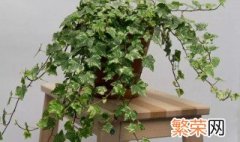 喜阳植物盆栽有哪些 什么植物喜欢阳光