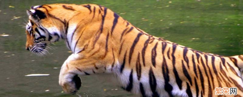 世界上有多少种老虎的品种 虎的品种