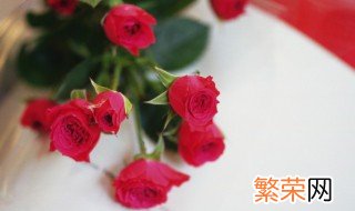 情人节送玫瑰花须知 情人节可以送一朵玫瑰花吗