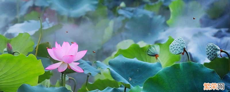 夏至节气在什么季节 夏至节气是什么时候