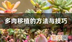 多肉移植的方法与技巧 多肉换盆方法分享