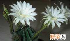 白色仙人球花的花语 白色仙人球花花语介绍