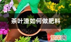 茶叶渣如何做肥料 茶叶渣养花方法分享