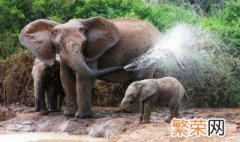 大象用鼻子吸水为什么不会被呛到? 大象用鼻子吸水为什么不被呛到