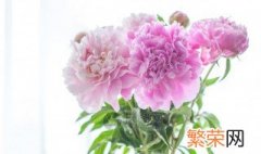 芍药插瓶怎么养 养芍药插瓶方法