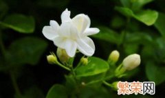 茉莉花家庭养殖方法 怎么养茉莉花