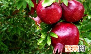 种瓜果怎么使用磷酸二氢钾 有什么使用的技巧